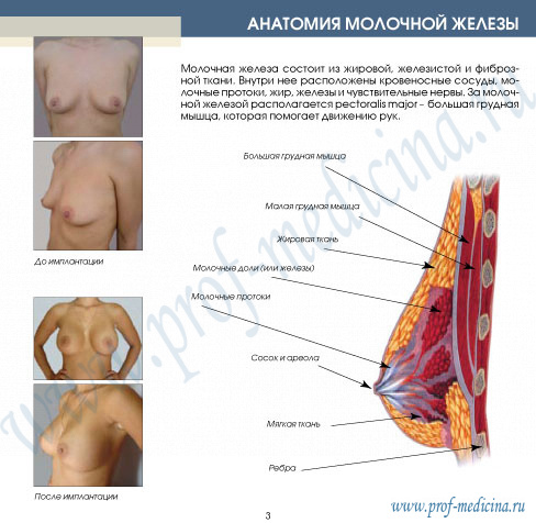 анатомия груди 