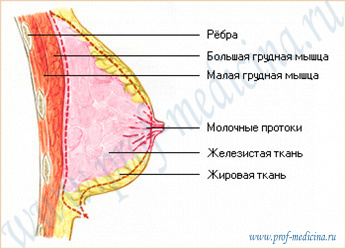 Строение молочной железы