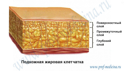 Виды жировых тканей