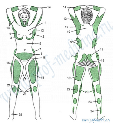 Зоны жировых отложений