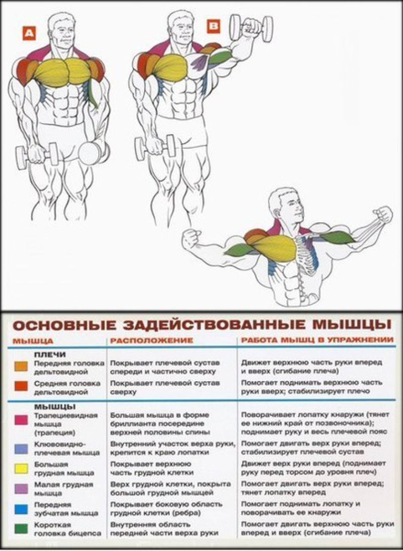 Развитие группы мышц. Упражнения для прокачки дельтовидных мышц. Упражнения для накачивания дельтовидной мышцы. Базовые упражнения для развития мышц плечевого пояса.